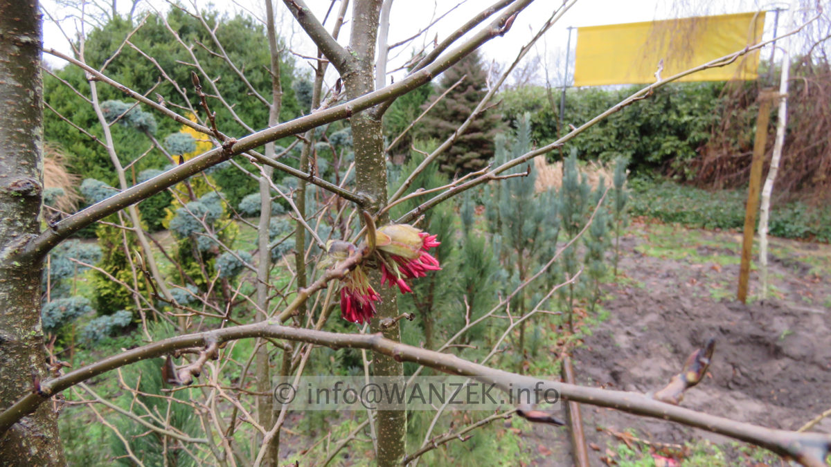 Parrotia persica - Bluetenmacro 03.JPG